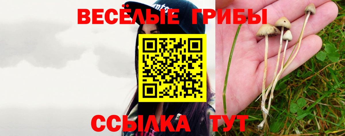 купить   Вход с VPN  Владивосток  Псилоцибиновые грибы Psilocybe 